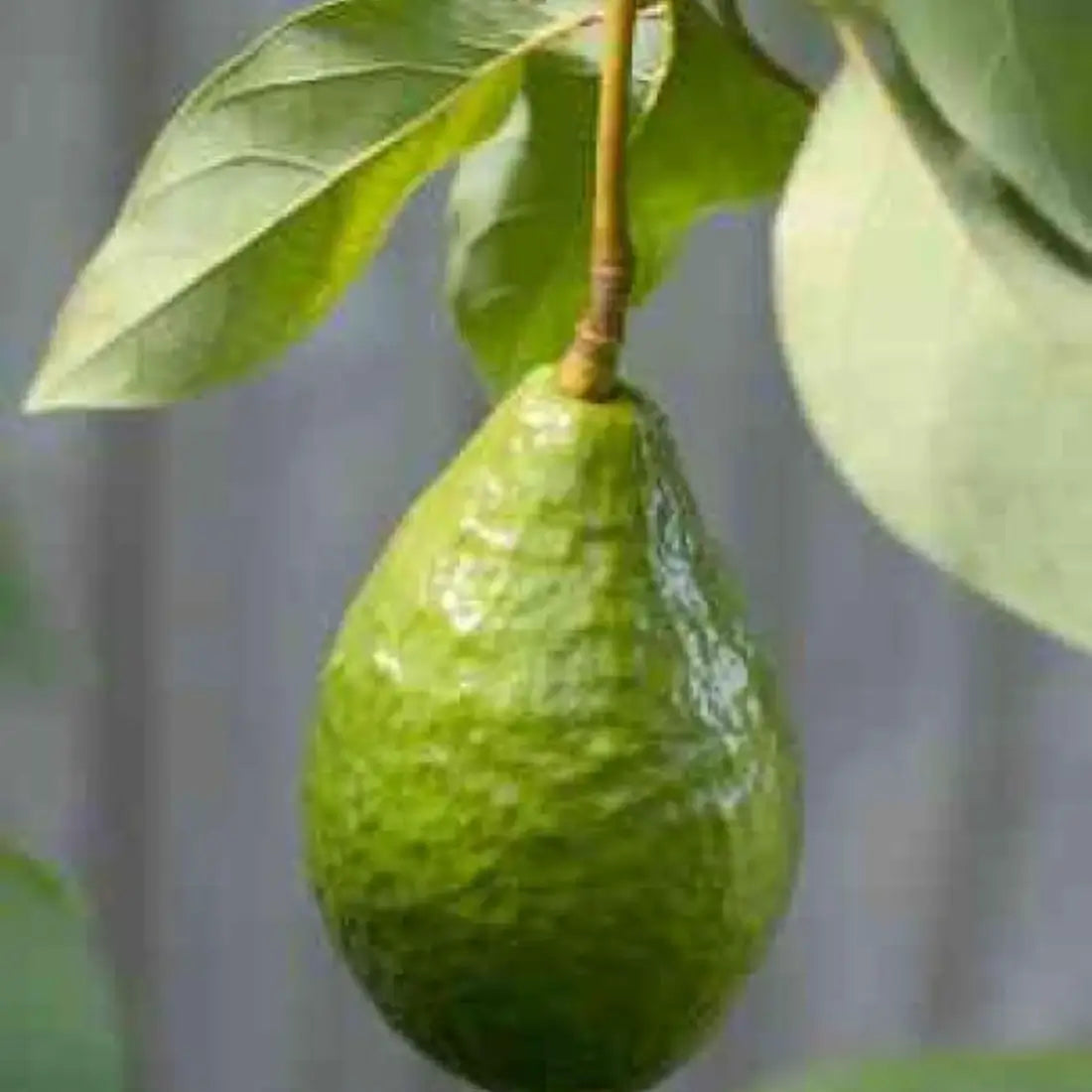 Bacon Avocado Tree For Sale