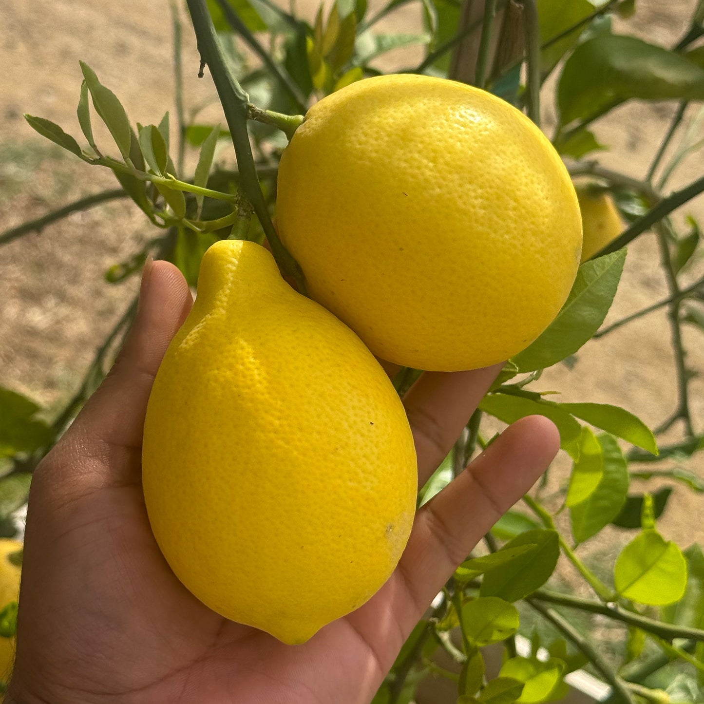 Meyer Lemon Close Up