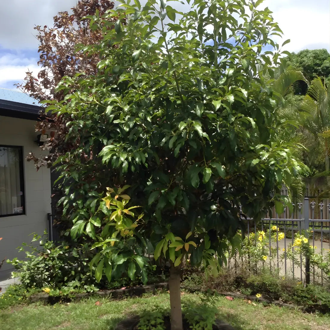 Reed Avocado Tree 15 Gallon