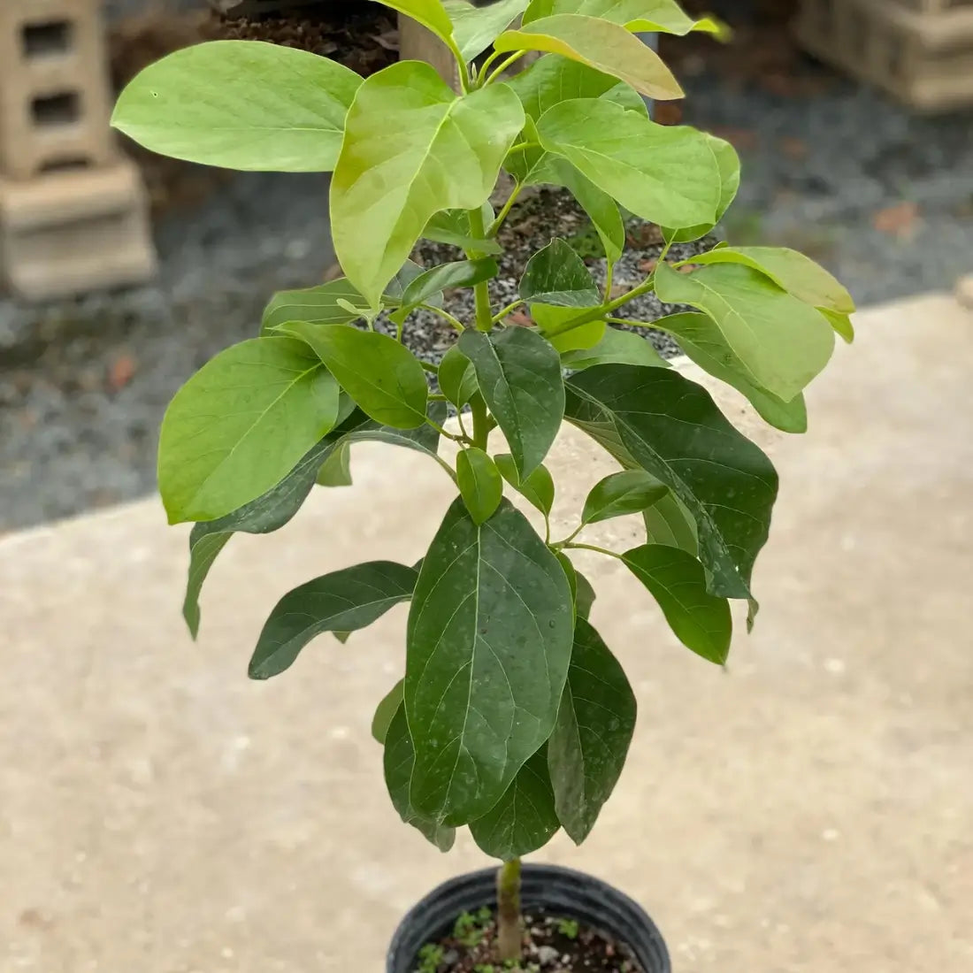 Bacon Avocado Tree 5 Gallon