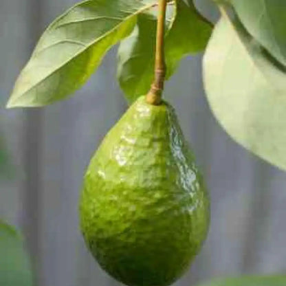 Bacon Avocado Tree For Sale