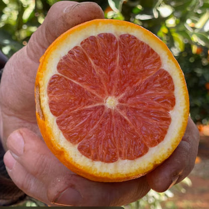 Cara Cara Orange Sliced Open