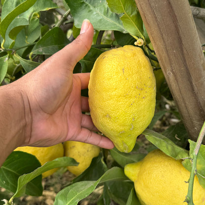 Eureka Lemon Close Up