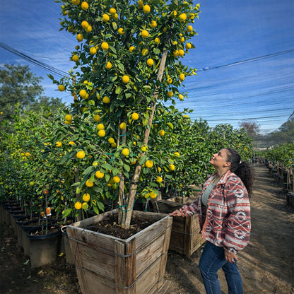 Eureka Lemon Tree For Sale