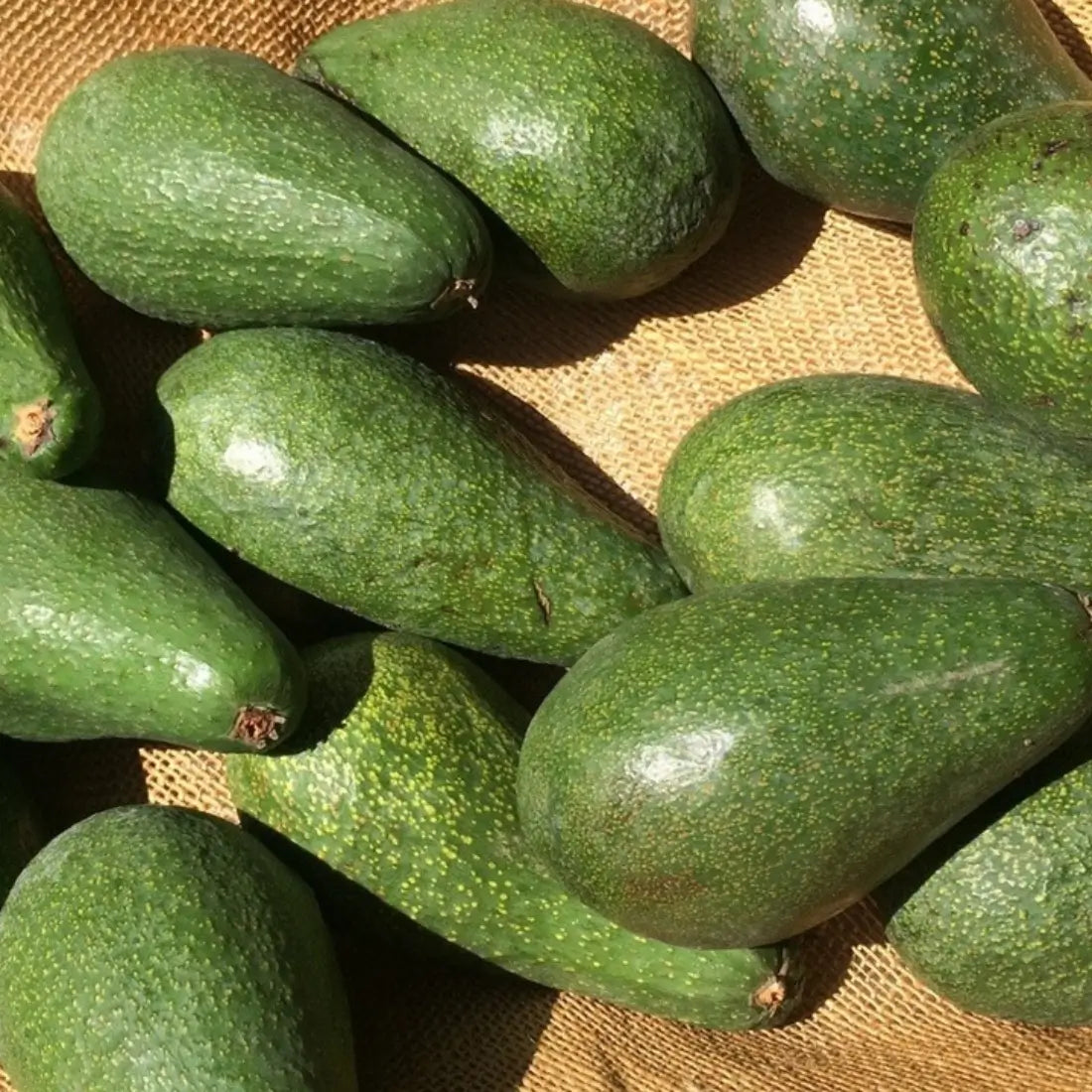 Fuerte Avocado Tree For Sale