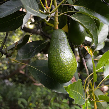 Fuerte Avocado Tree