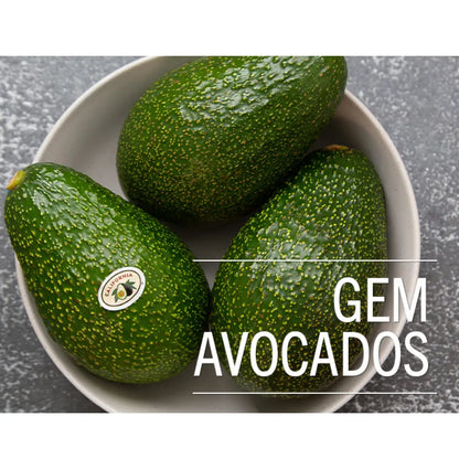 GEM Avocado Tree 36 Gallon