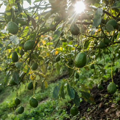 Hass Avocado Tree 15 Gallon