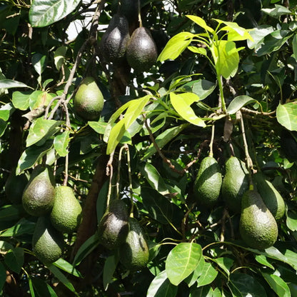 Lamb Hass Avocado Tree For Sale