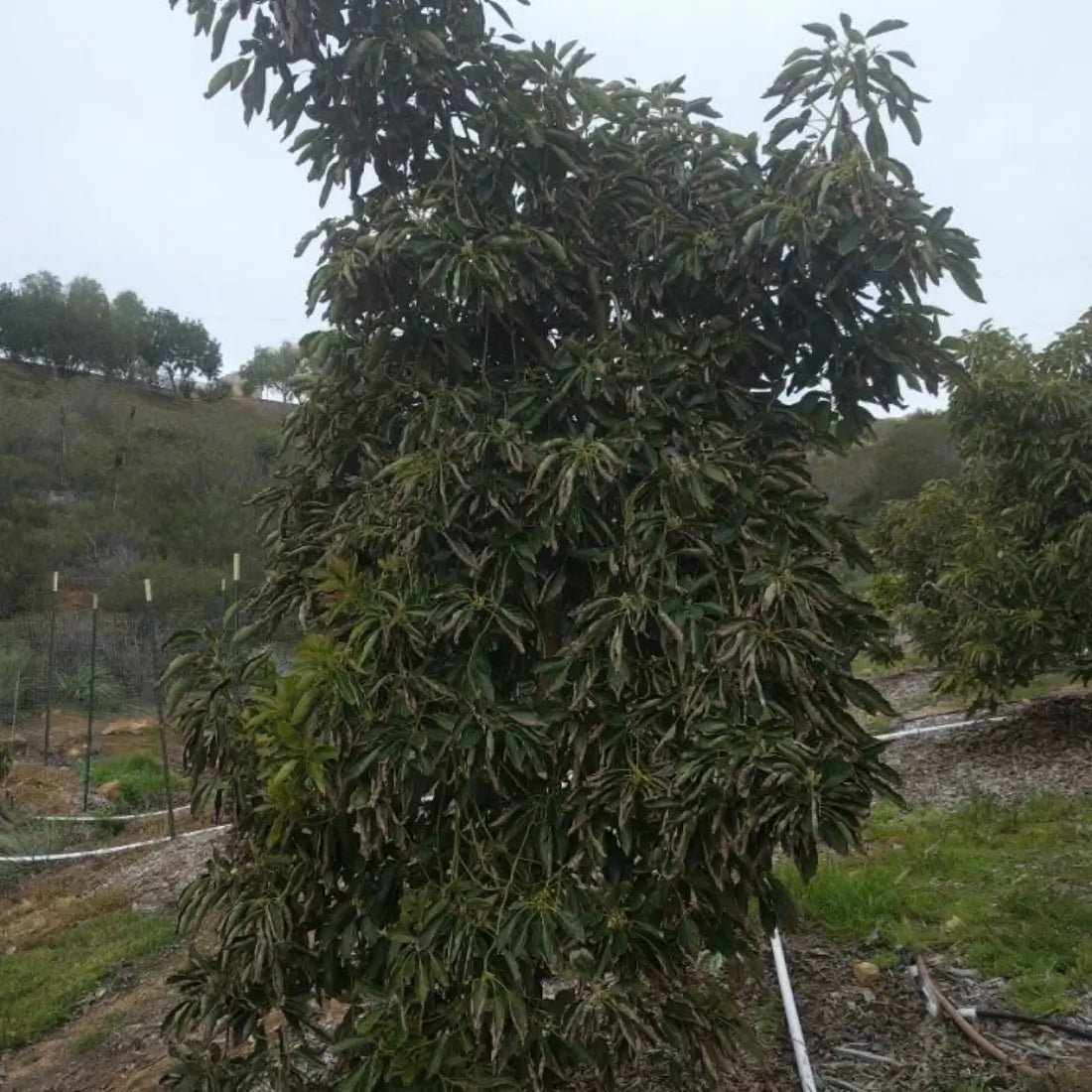 Lamb Hass Avocado Tree