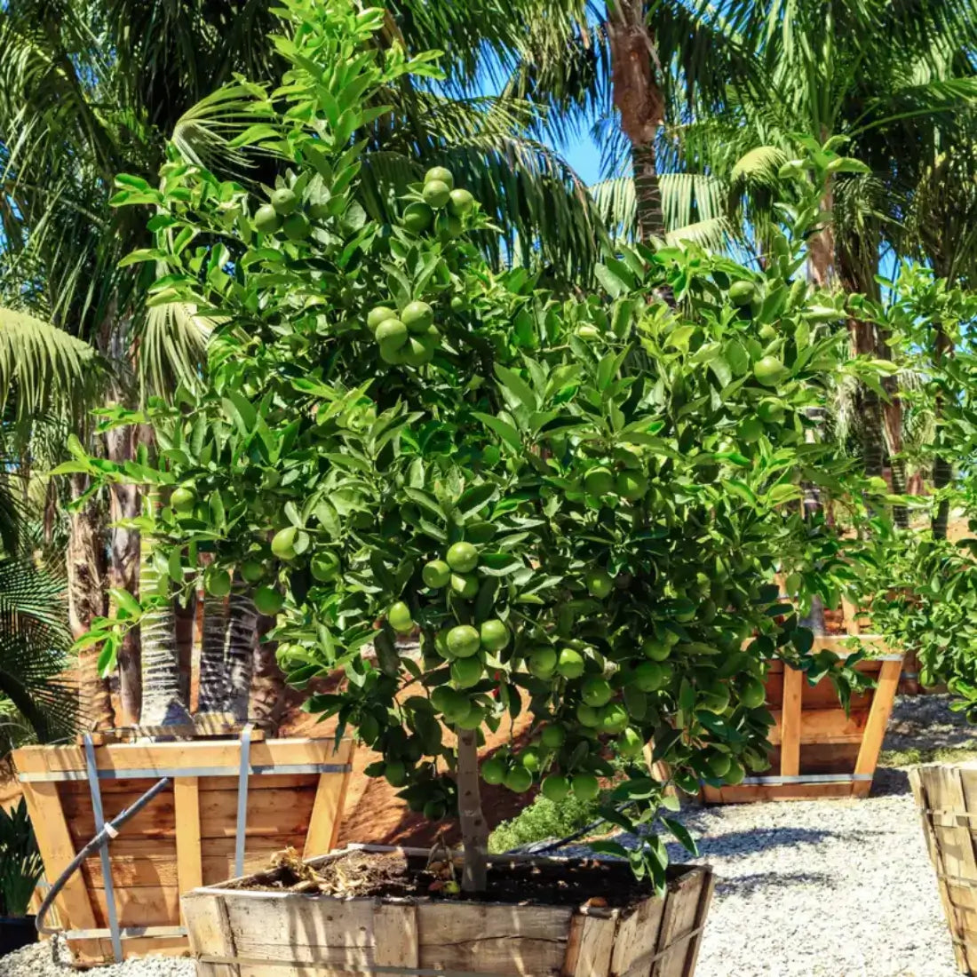 Mexican Lime Citrus and Fruit