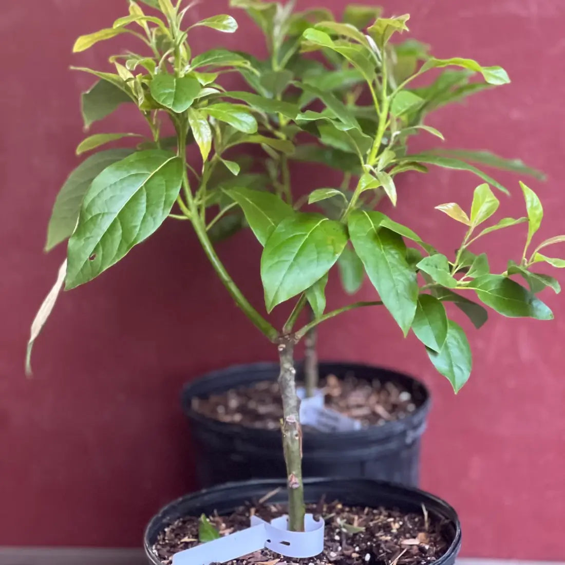 Mexicola Avocado Tree 24 Gallon