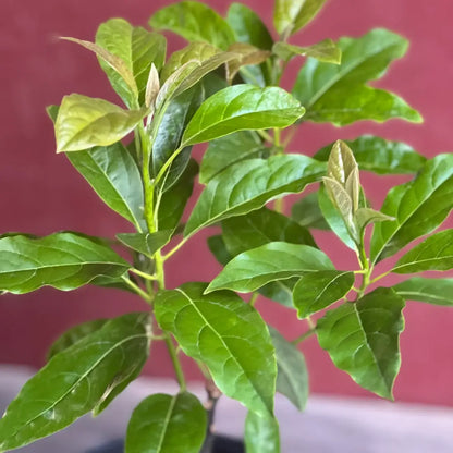 Mexicola Avocado Tree 5 Gallon