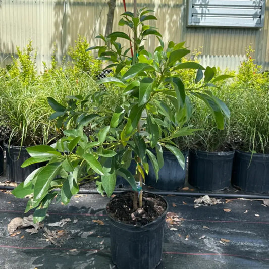 Mexicola Avocado Tree For Sale