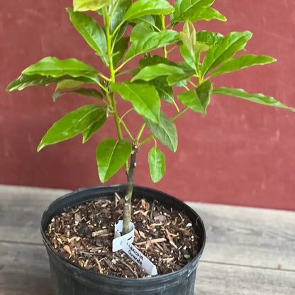 Mexicola Avocado Tree
