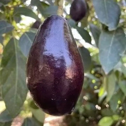 Mexicola Avocado