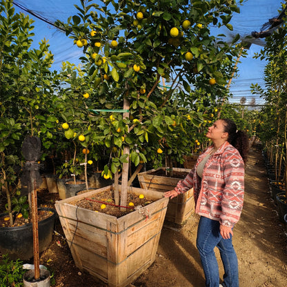 Meyer Lemon Tree For Sale– 15, 24, 36 Gallon - Standard