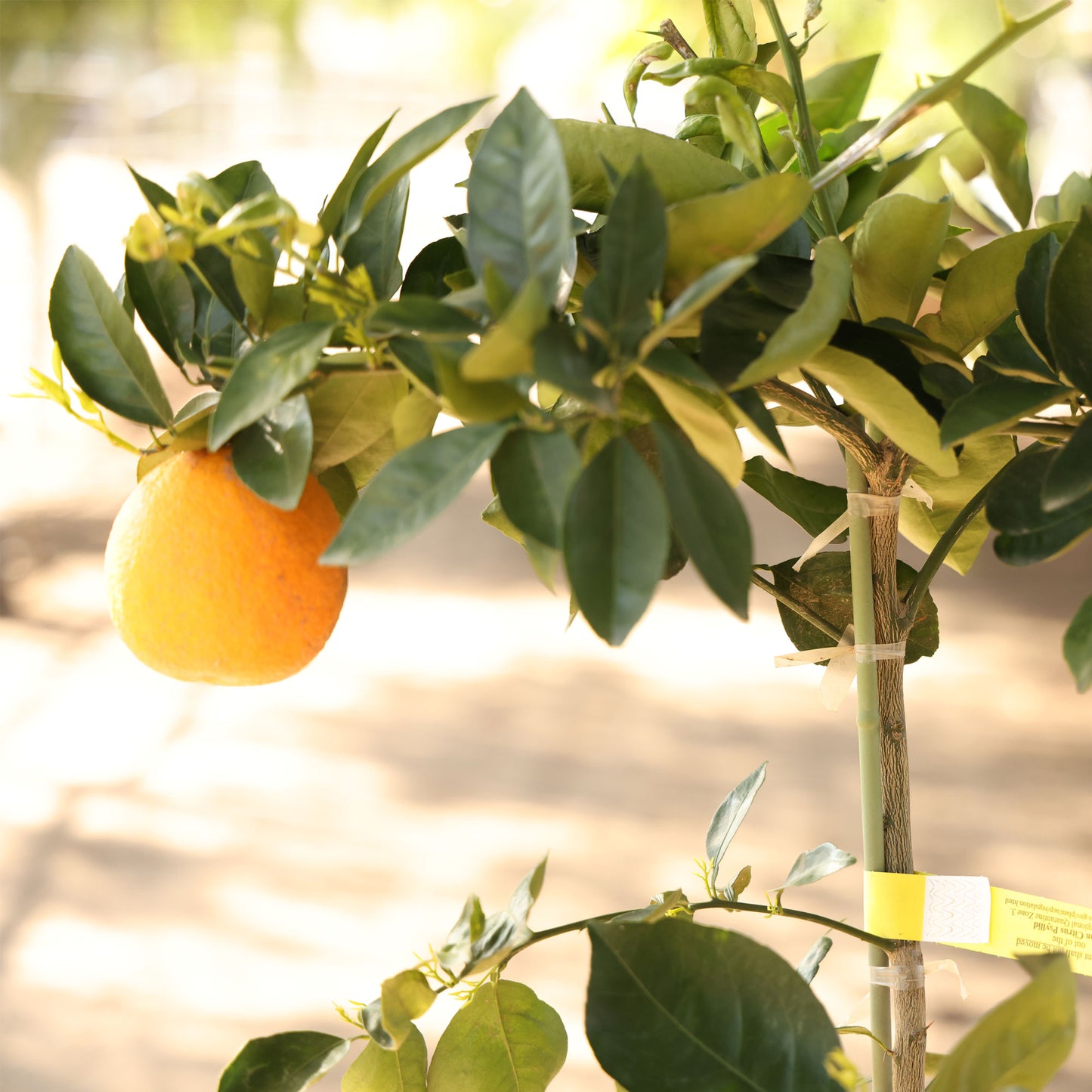 Navel Orange Tree For Sale–Southern Cali Delivery- 15 Gallon