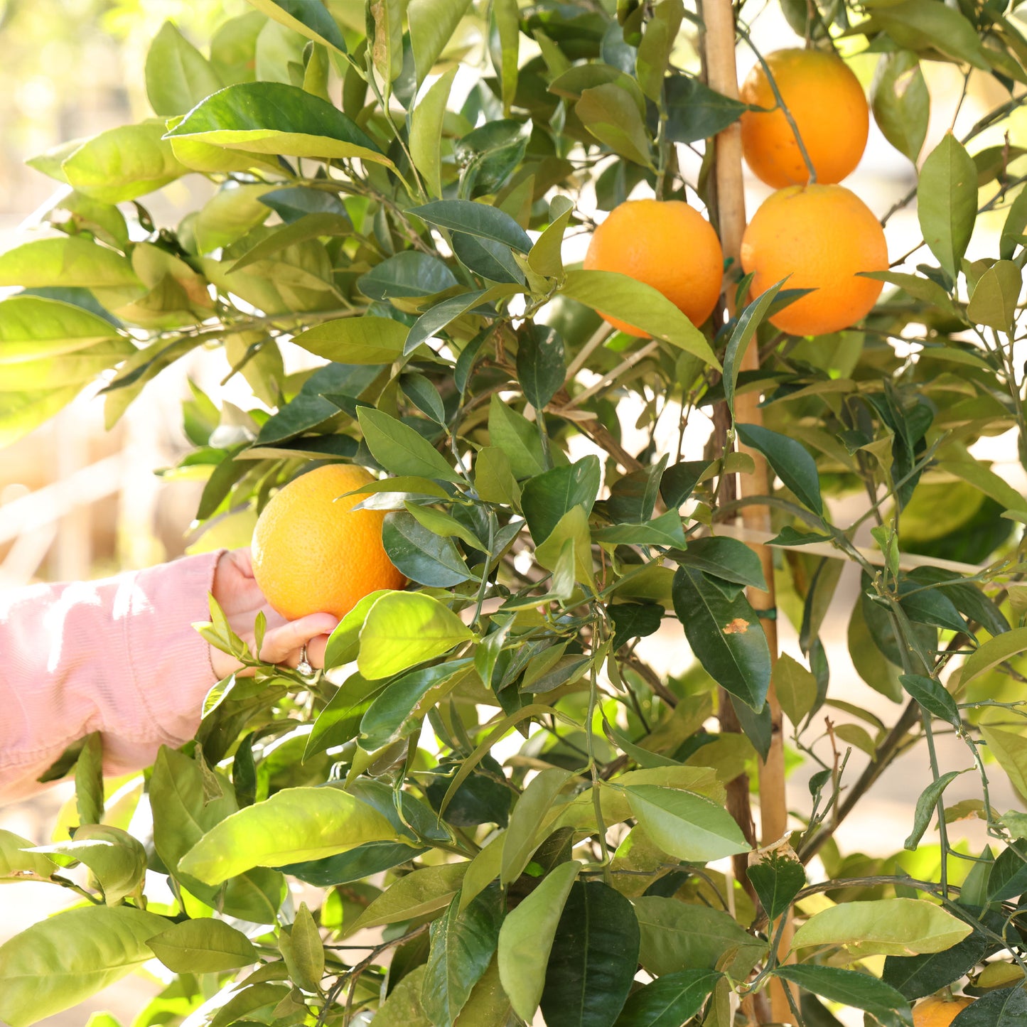 Navel Orange Tree For Sale–Southern Cali Delivery- 15 Gallon