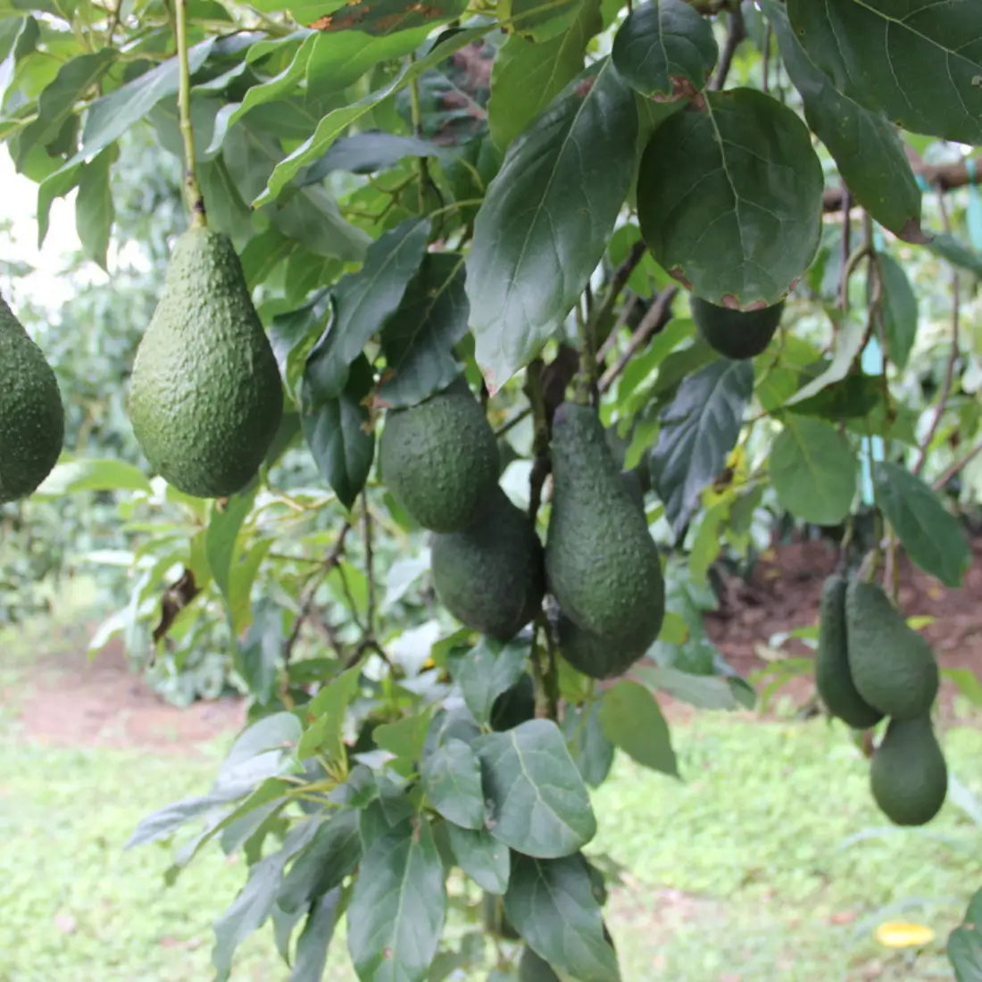 Pinkerton Avocado Tree