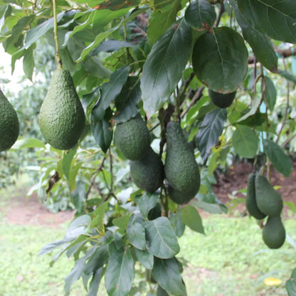 Pinkerton Avocado Tree