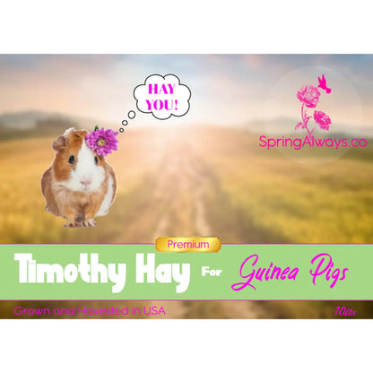 Premium Timothy Hay Guinea Pigs