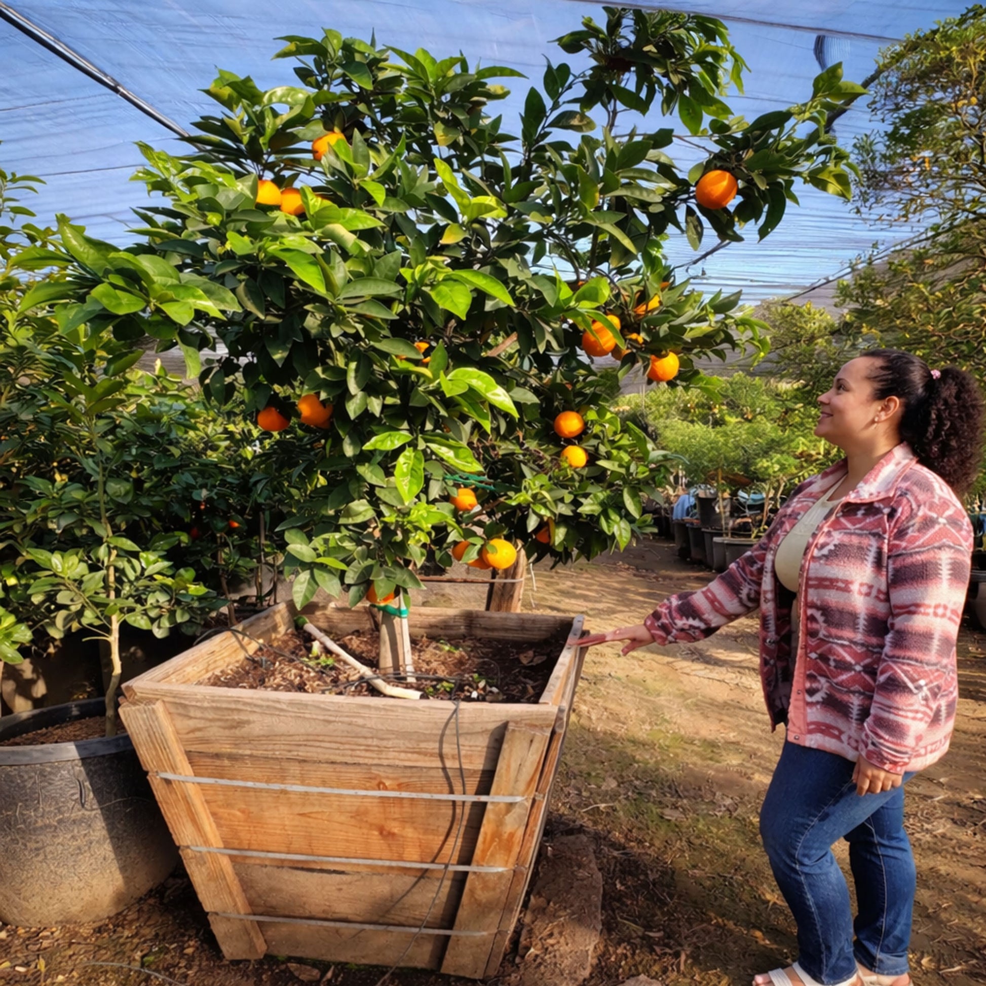 Valencia Orange Tree For Sale