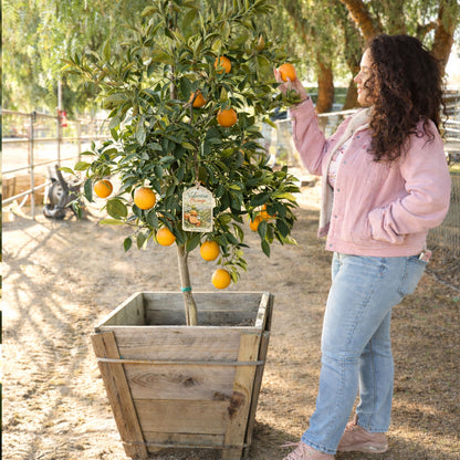 Valencia Orange Tree For Sale–Southern Cali Delivery- 24 Gallon