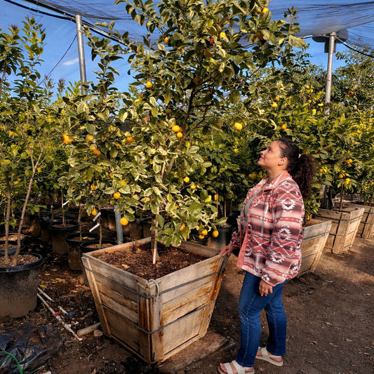 Variegate Pink Lemon Tree Pink Lemonade Tree